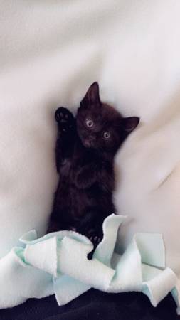 Kittens available (Vancouver)63842373751809120
