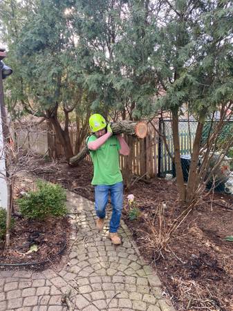 Groundsman position for tree service 1