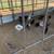 Chickens 3 thumbnail