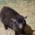 REGISTERED PYGMY BUCKLING 1 thumbnail