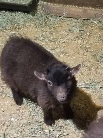 REGISTERED PYGMY BUCKLING 1