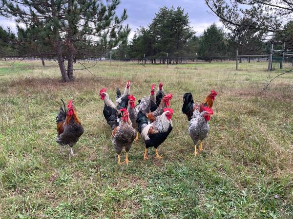 Maran/Olive Egger/Moss Egger Roosters 1