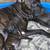 Rehoming puppies with small adoption fee 1 thumbnail
