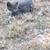 Farm cats and kittens 1 thumbnail