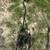 Nylon carriage harness 2 thumbnail