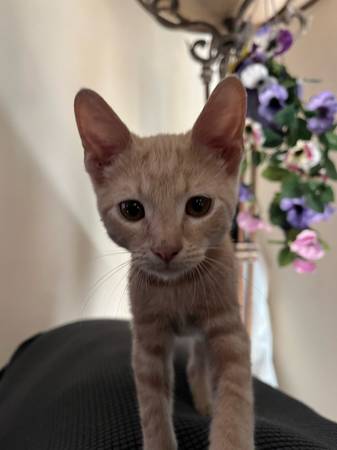 2 Kittens looking to be adopted. 4 month old males. (Coachella)63920646160770120