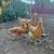 Rehoming orpington chick 3 thumbnail