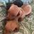 Dachshund puppies 2 thumbnail