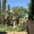 TREE TRIMMING,YARD CLEAN-UPS AND MAINTENANCE FREE EST'S (818) 572-0879 11 thumbnail