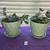 Jade Plants 2 thumbnail