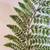 LARGE ORIGINAL WATERCOLOR PAINTING OF FERN 2 thumbnail