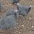 Guinea Fowl 1 thumbnail