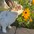 Rabbits 2 thumbnail