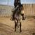 Horse Training 2 thumbnail