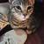 Re-homing kittens 5 thumbnail