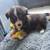 Mini American Shepherd (Aussie)/ Corgi puppies 4 thumbnail