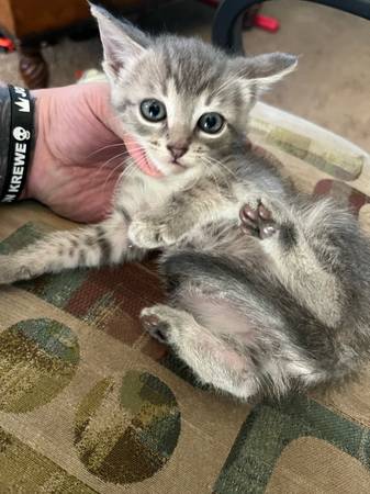 Kittens Main coon mix free (Birmingham)63985848886147124