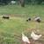 Feeder piglets 3 thumbnail