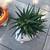 Zebra & Flow succulents in cute animal planters 4 thumbnail