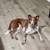 Blue Heeler/GSP mix (Mission Valley) 1 thumbnail
