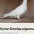 Unique Pigeons 2 thumbnail