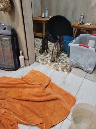 Cabra macho castrado enano nigeriano, criado con biberón, nació el 12 de abril de 2025 - $100 (Clifton)62969130273409124