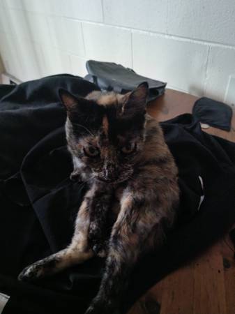 Gato gratis (oakland west)63807551289731120