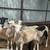 Sheep (borregas) 5 thumbnail
