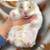 Hamsters 6 thumbnail