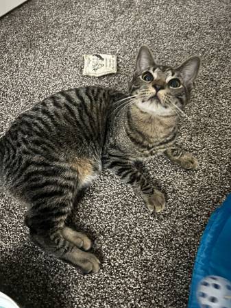 Gata atigrada hembra busca buen hogar (Rochester)63902739791747122