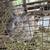 Rabbits 4 thumbnail