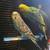 Parakeets 4 Rehome 1 thumbnail