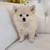 Male Pomeranian Pup! 3 thumbnail