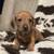 Mini doxies (Poughkeepsie) 3 thumbnail
