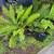 🌿 Sword Ferns - Clumping 1 thumbnail