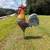 rooster statue 1 thumbnail