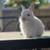 ** PUREBRED Netherland Dwarf Bunnies ** Mixed Rabbits Available 8 thumbnail