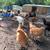 Young pullets 5 thumbnail