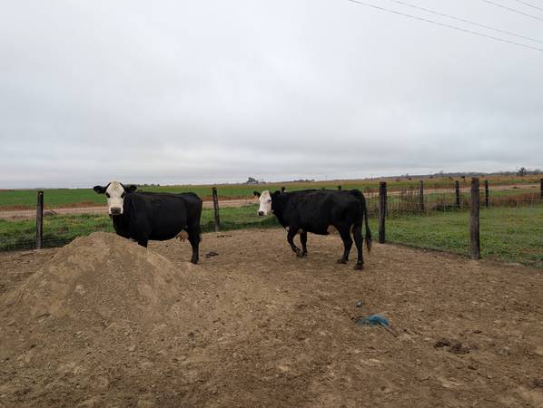 3 Bred Cows 1