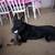 German Shepherd mix needs rehoming (Downey) 11 thumbnail