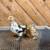 Bantam Cochins 7 thumbnail