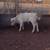 Charolais/Angus 2 thumbnail