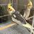 Cockatiels 2 thumbnail