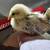 Serama bantam chickens 4 months 17 thumbnail