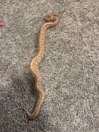 Ball python64842560798594122