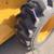 CATEPILLAR 252B Skidsteer with bucket 9 thumbnail