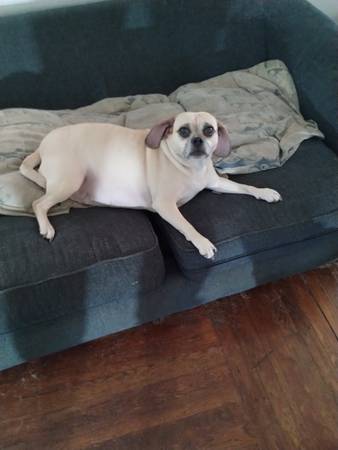 Puggles63690314926721122