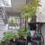 4 FT SHAINA DWARF RED JAPANESE MAPLE * OBO 2 thumbnail