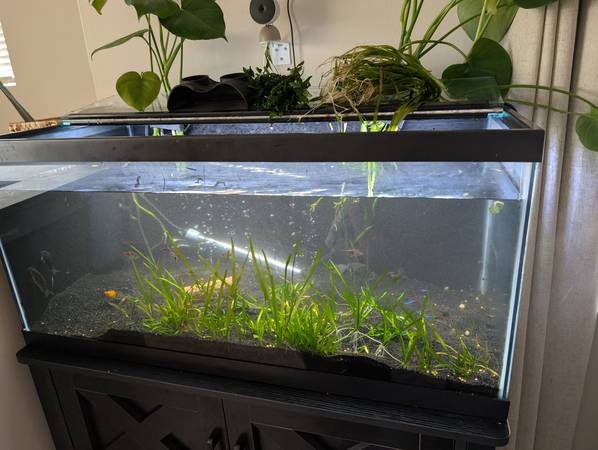 40 galones + Peces (Everett)63885716836483120