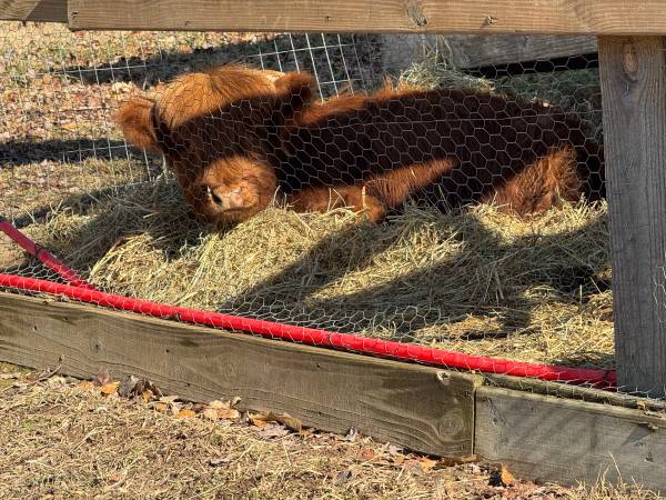 Cattle UFD Highlands 1